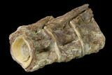 Fossil Fish (Ichthyodectes) Dorsal Vertebrae - Kansas #136474-2